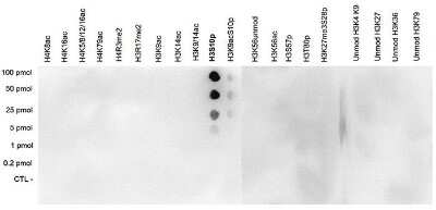 Dot Blot: Histone H3 [p Ser10] Antibody [NBP2-59167] - A Dot Blot analysis was performed to test the cross reactivity of the antibody against H3S10p with peptides containing other modifications of histone H3 and H4 and with peptides containing unmodified sequences from histone H3. One hundred to 0.2 pmol of the peptide containing the respective histone modification were spotted on a membrane. The antibody was used at a dilution of 1:20,000. Figure shows a high specificity of the antibody for the modification of interest. Note that the antibody does not recognize the H3S10p modification if the H3K9ac modification is present.